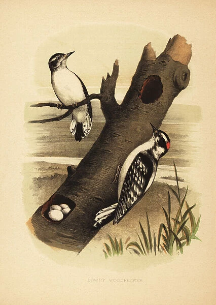 Downy woodpecker, Dryobates pubescens