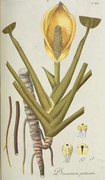 Dracontium percusum