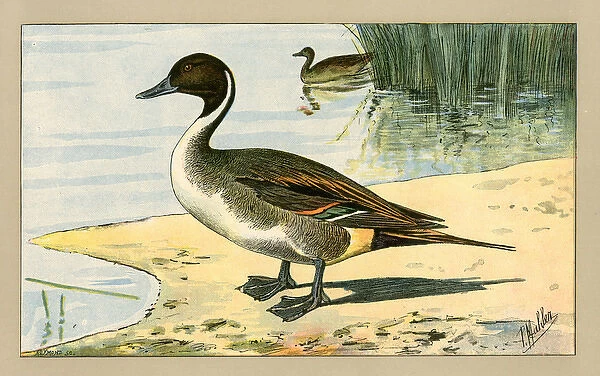 Two ducks.. 1907