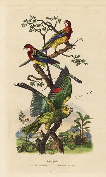 Eastern rosella and yellow-crowned amazon