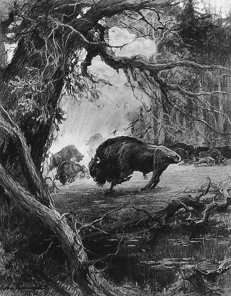 Endangered European bison in wartime, 1915
