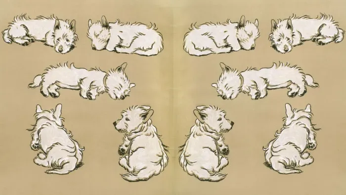 Framed Print : Endpaper Print of a White Scots Terrier