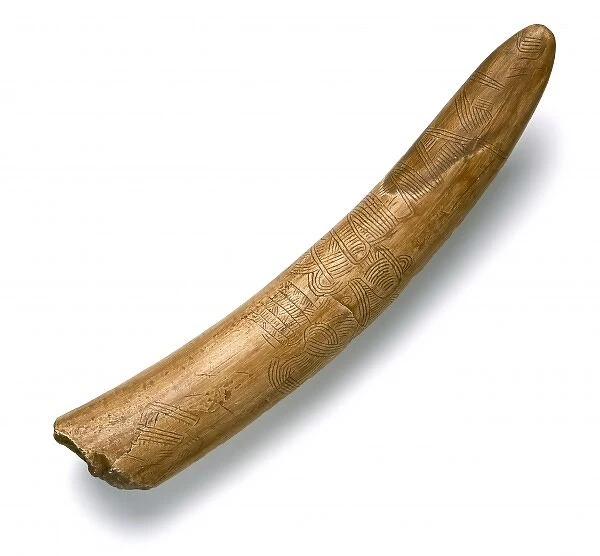 Engraved mammoth tusk