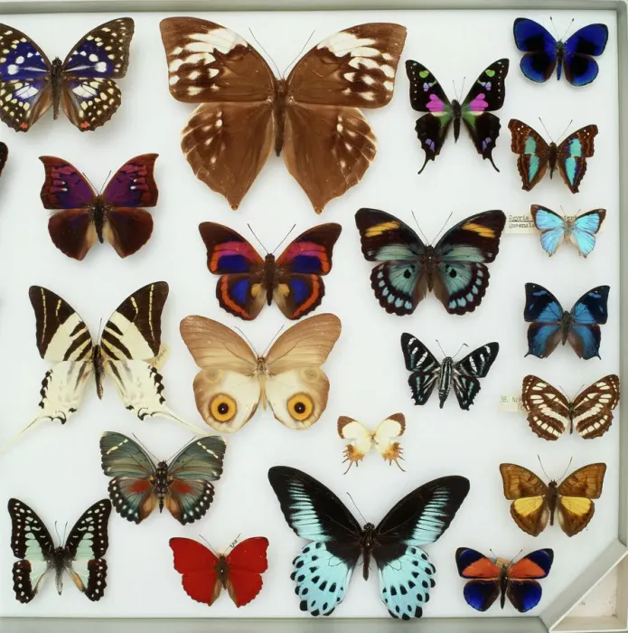 Framed Print : Entomological Specimens of Lepidoptera Print Framed Print : Entomological Specimens of Lepidoptera Print