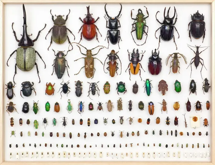 Framed Print : Entomology Specimens Print Framed Print : Entomology Specimens Print