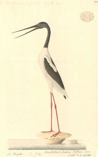 Ephippiorhynchus asiaticus, black-necked stork