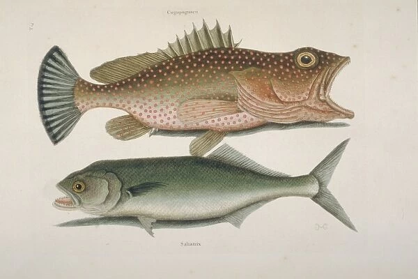 Epinephelus gattatus, red hind & Euthynnus pelamis, skipjack
