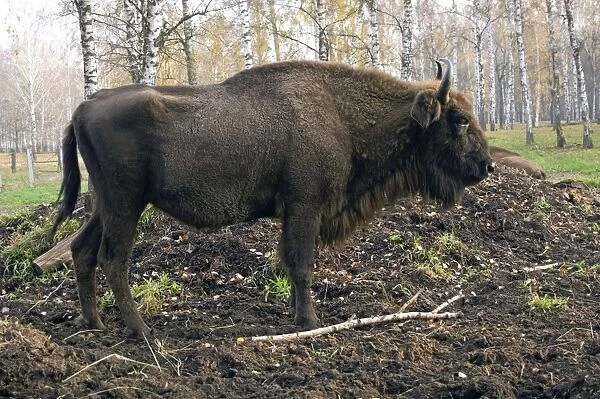 European Bison - rests after feeding - part of