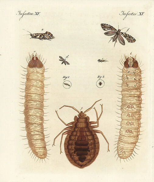 European grain moth and common bed bug