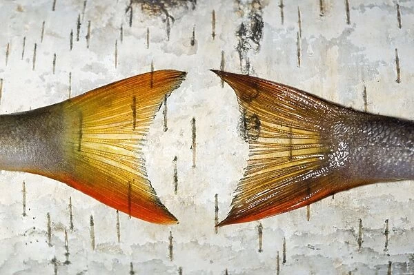 European Perch - two fish-tails placed on a birch-tree