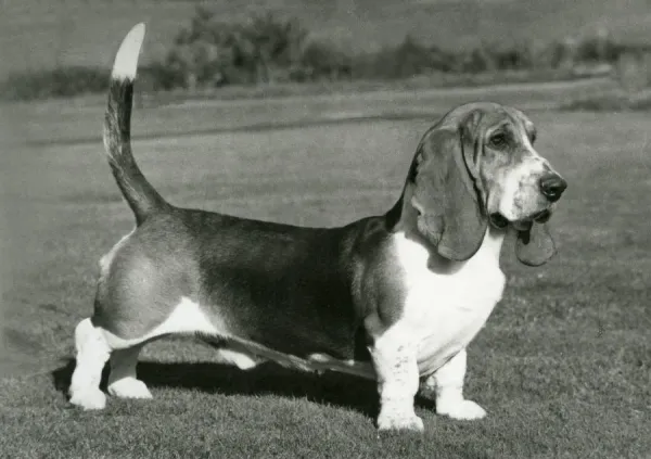 1975 Champion Red Baron of Ide Basset Hound Art Prints