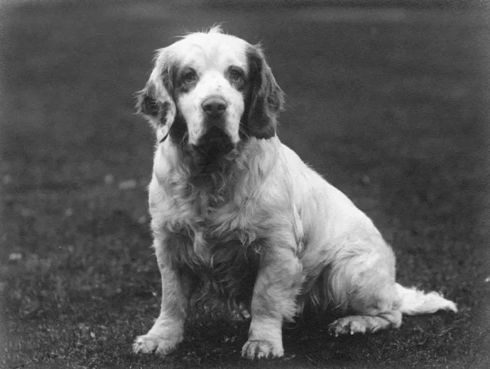 Framed Print : Fall Spaniel Print, 1936 Framed Print : Fall Spaniel Print, 1936