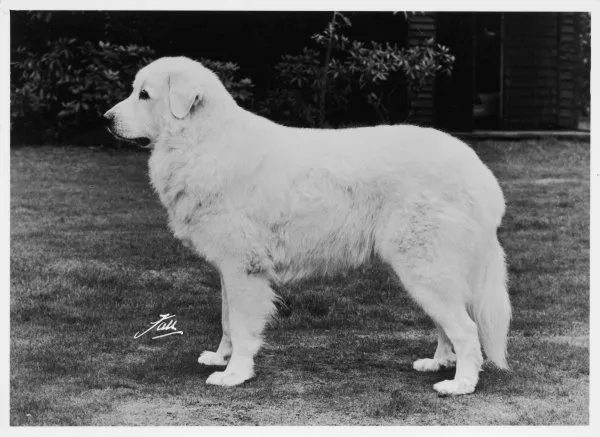 Fall  /  Crufts  /  Pyrenean Dog