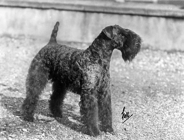 Fall  /  Kerry Blue Terrier  /  Champion Princeton Hell-Of-A-Fellow