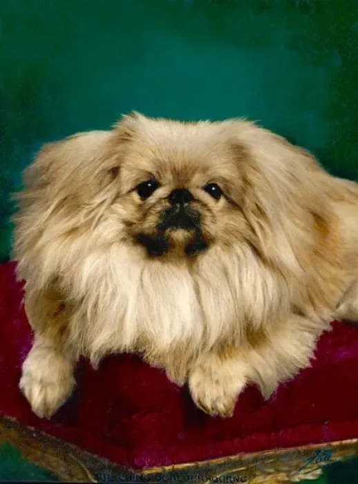 Framed Print : Fall Pekingese Print Framed Print : Fall Pekingese Print