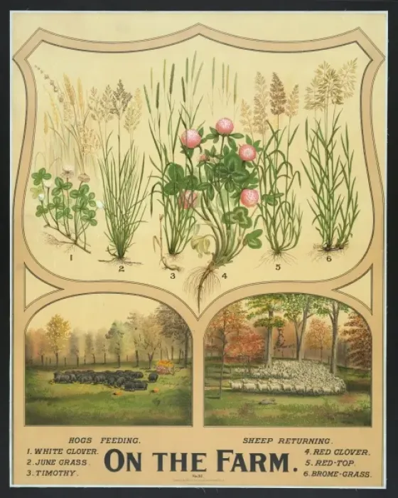 Framed Print : On the Farm Print Framed Print : On the Farm Print