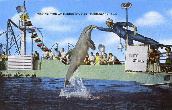 Feeding time - Marine Studios, Marineland, Florida, USA