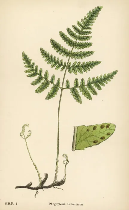 Framed Print : Ferns Print: Phegopteris Rob