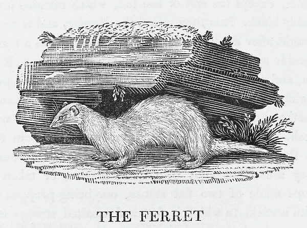 Ferret (Bewick)