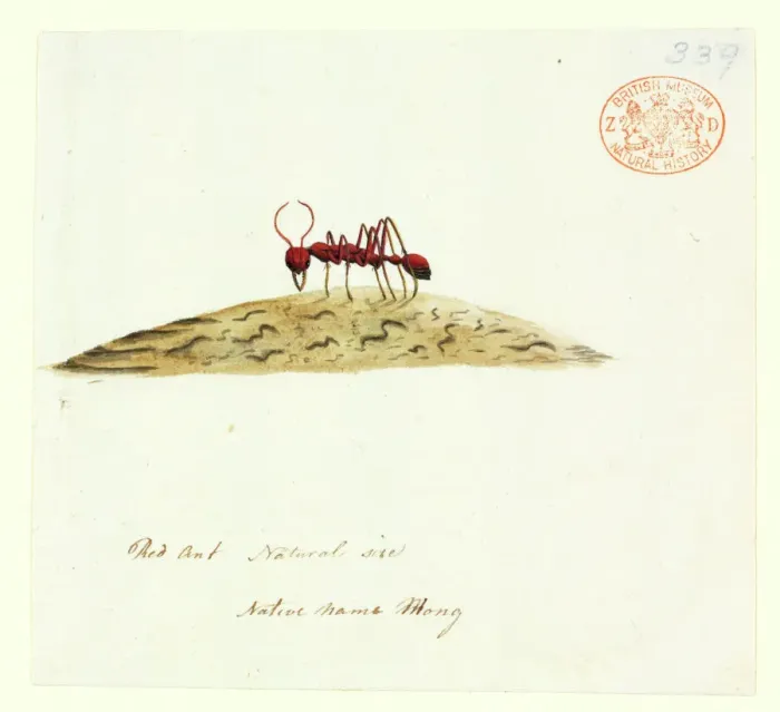 Framed Print : Fire Ant Watercolour Print Framed Print : Fire Ant Watercolour Print