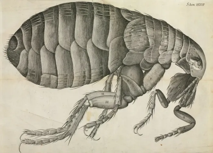 Framed Print : Flea Print from Micrographia (1665) Framed Print : Flea Print from Micrographia (1665)