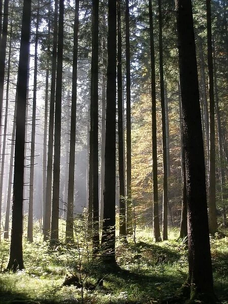 Forest near Lake Kochel, Bavaria, Germany