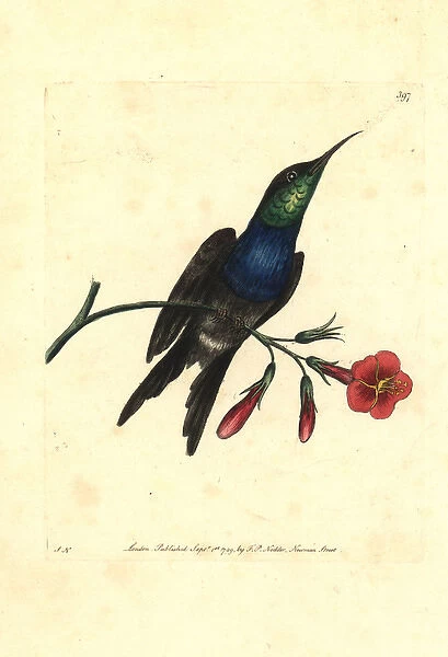 Fork-tailed woodnymph hummingbird, Thalurania furcata