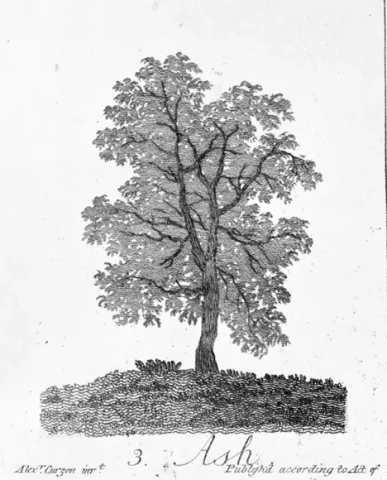 Framed Print : Fraxinus excelsior, Ash Print by John James Audubon Framed Print : Fraxinus excelsior, Ash Print by John James Audubon