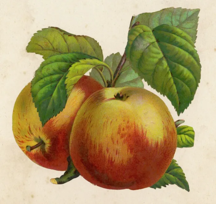 Framed Print : A Pair of Apples Print Framed Print : A Pair of Apples Print
