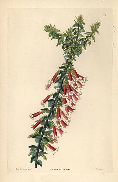 Fuchsia heath, Epacris longiflora