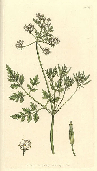Garden chervil, Anthriscus cerefolium