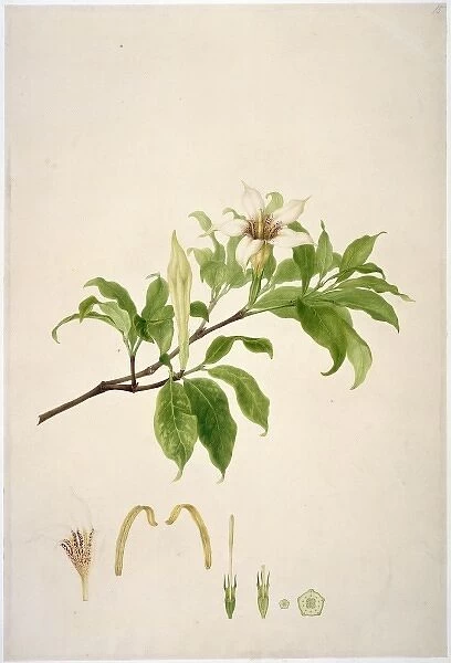 Gardenia rothmannia, candlewood