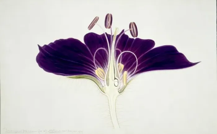 Framed Print : Geranium phaeum Print, 1909