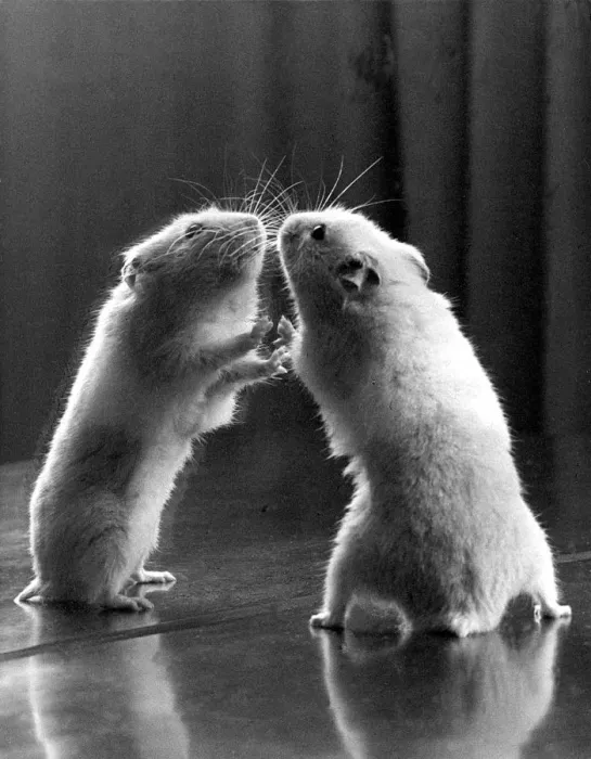 Framed Print : Gerbil looking at its reflection in a mirror Print Framed Print : Gerbil looking at its reflection in a mirror Print