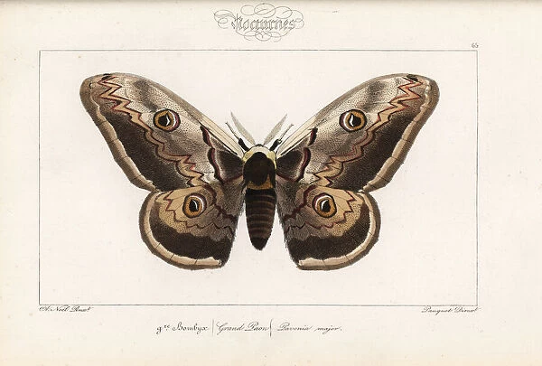 Giant emperor moth, Saturnia pyri