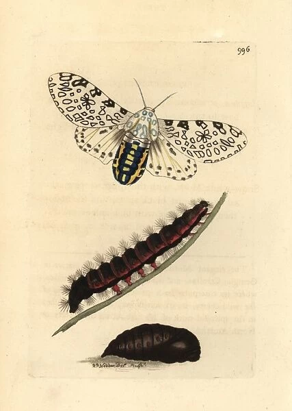 Giant leopard moth, Hypercompe scribonia