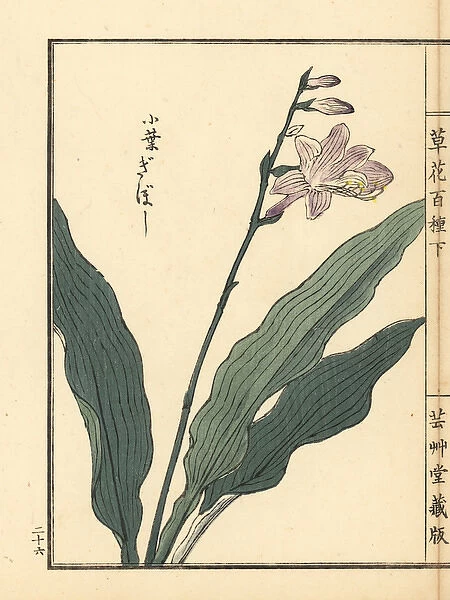 Giboushi or plantain lily, Hosta species