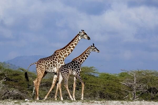 Giraffes (Giraffa camelopardalis). Saadani Natural Park - Tanzania - Africa