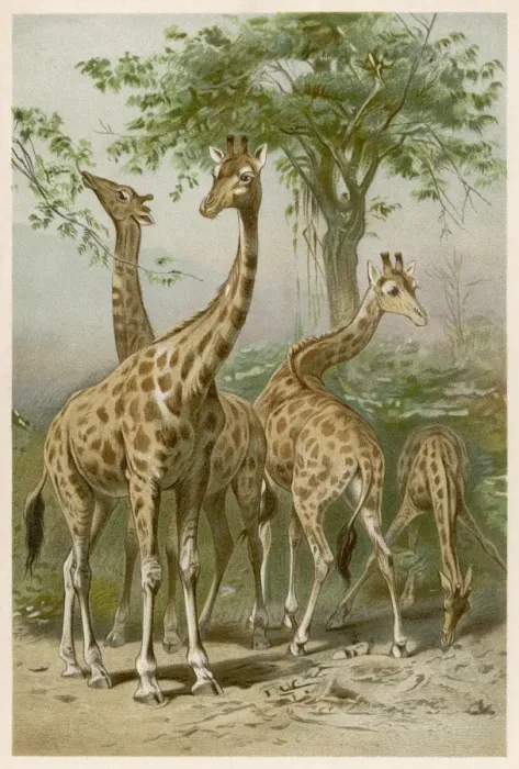 Framed Print : Four giraffes Print Framed Print : Four giraffes Print
