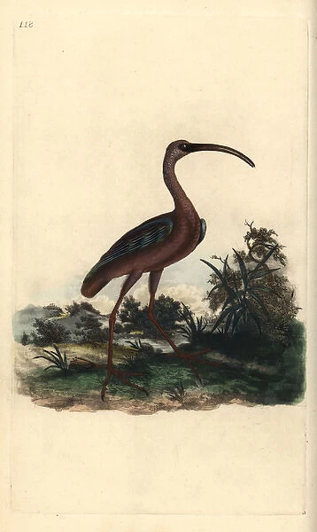 Glossy ibis, Plegadis falcinellus