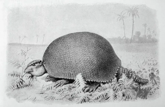 Framed Print : Glyptodon Asper Print: A Large Pleistocene Armadillo Fossil Framed Print : Glyptodon Asper Print: A Large Pleistocene Armadillo Fossil