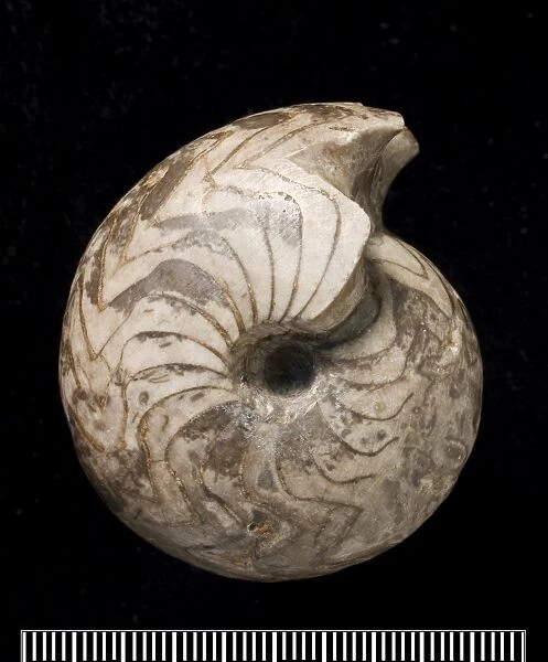 Goniatites, fossil ammonite