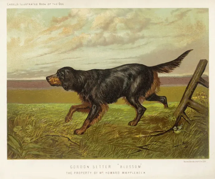 Framed Print : Gordon Setter Print: Classic Black and Tan Colouring in the Field Framed Print : Gordon Setter Print: Classic Black and Tan Colouring in the Field