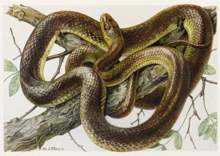 Framed Print : Grass Snake Print - Aesculapius Couleuvre d'Esculape Framed Print : Grass Snake Print - Aesculapius Couleuvre d'Esculape
