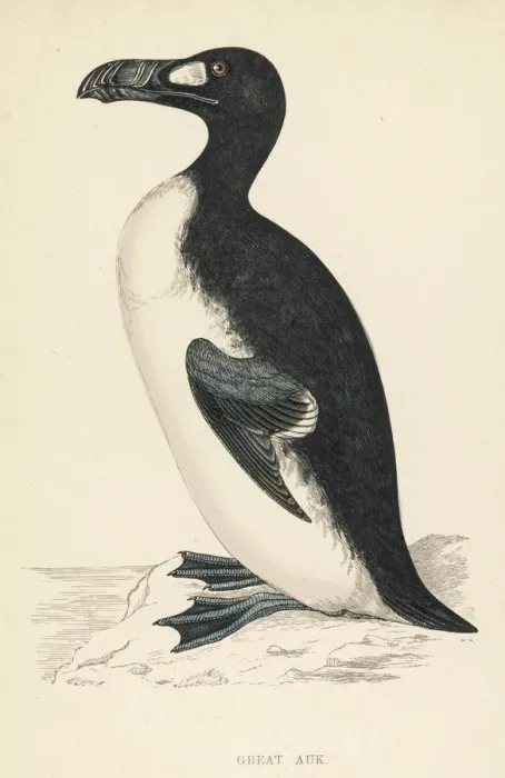 Framed Print : The Great Auk Extinct Print: Last Sighting 1844 Framed Print : The Great Auk Extinct Print: Last Sighting 1844