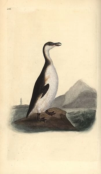 Great auk, Pinguinus impennis, hunted to extinction in 1844