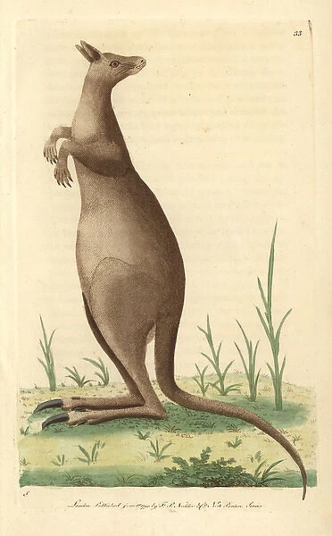 Great kanguroo or eastern grey kangaroo, Macropus giganteus