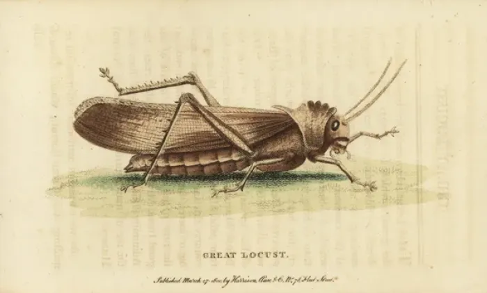 Framed Print : Great Locust Handcolored Copperplate Engraving Print, 1800 Framed Print : Great Locust Handcolored Copperplate Engraving Print, 1800