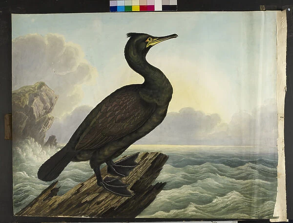 The green cormorant Shag Phalacrocorax aristotelis