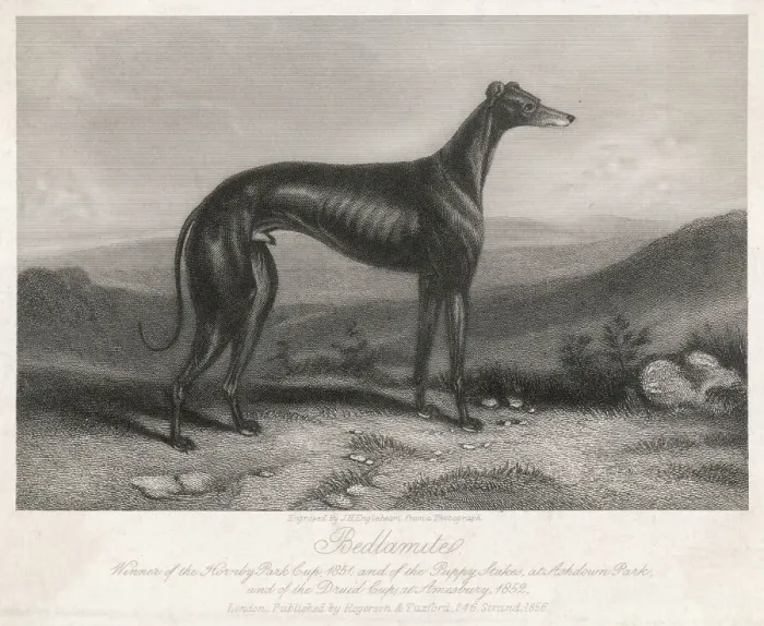 Framed Print : Greyhound Print: Bedlamite